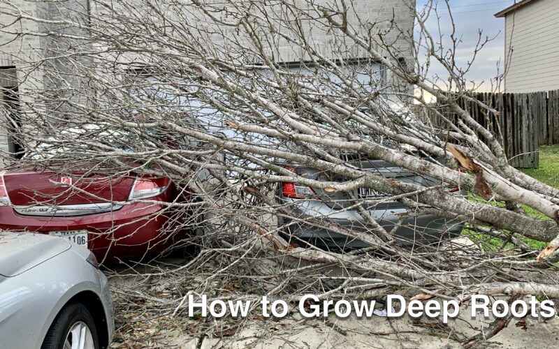 Deep Roots